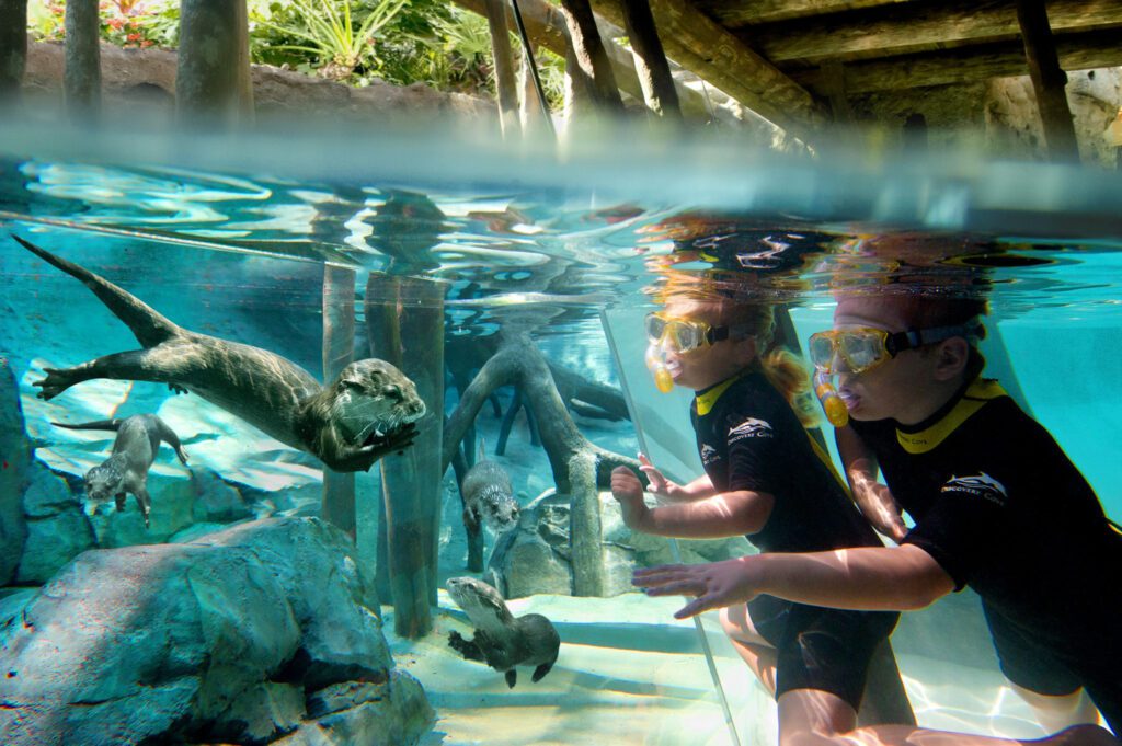 Discovery-Cove-Swim-with-otters-Orlando-Florida